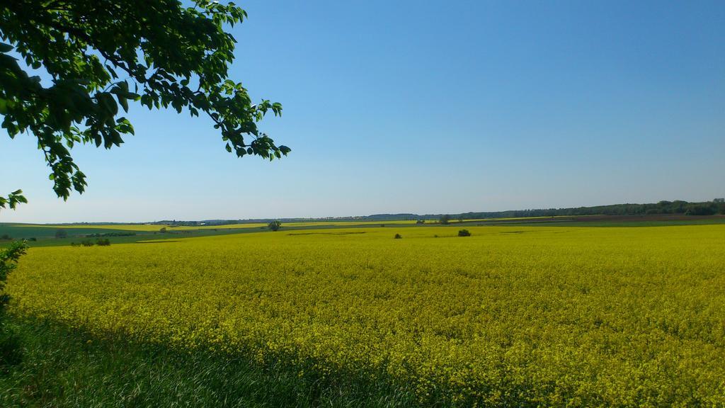 Pension Zum Wiesengrund Frauenhagen Esterno foto