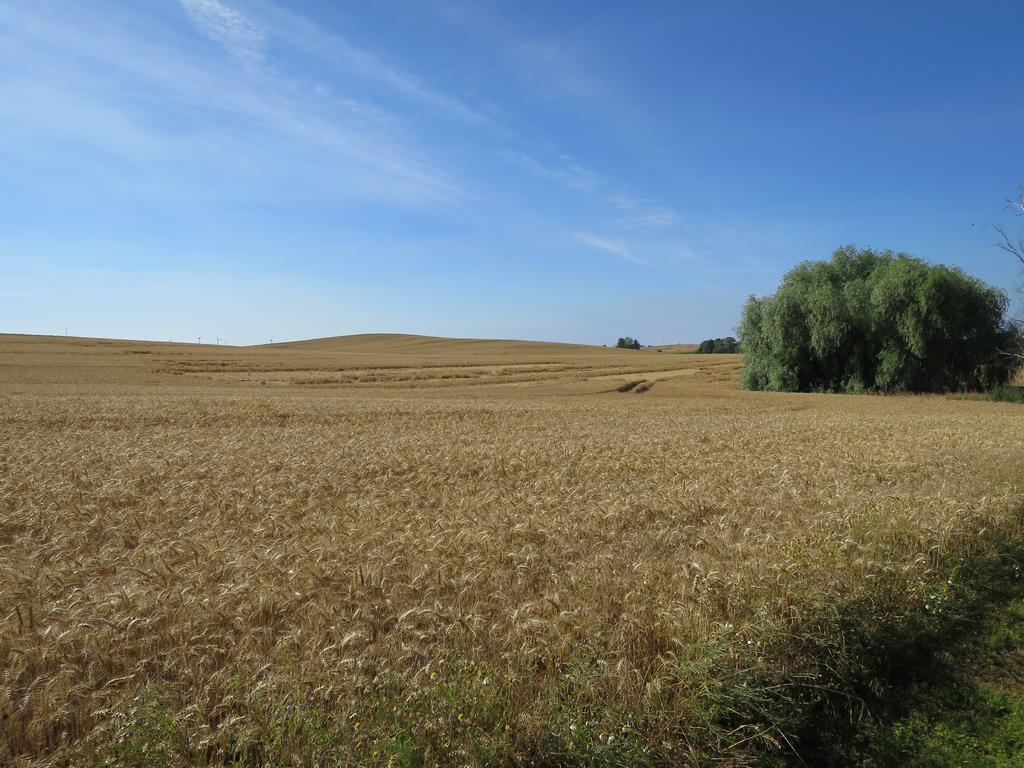 Pension Zum Wiesengrund Frauenhagen Esterno foto